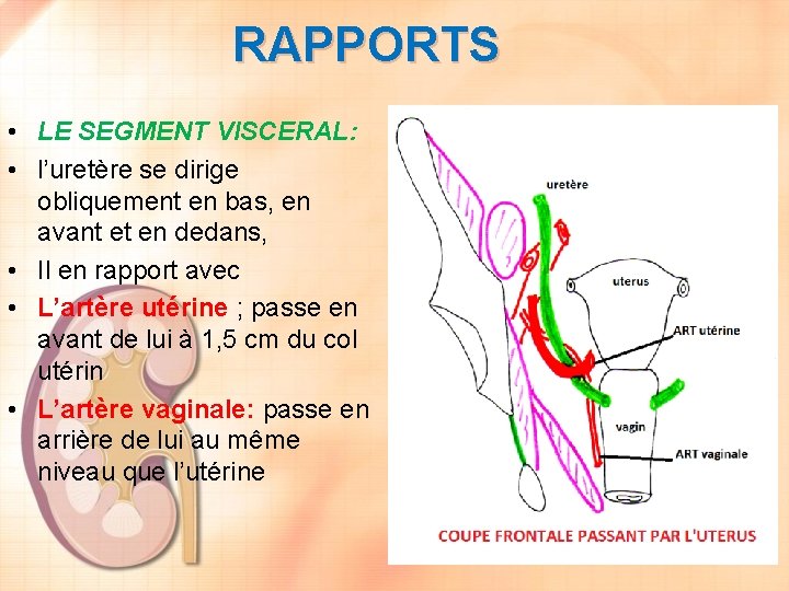 RAPPORTS • LE SEGMENT VISCERAL: • l’uretère se dirige obliquement en bas, en avant