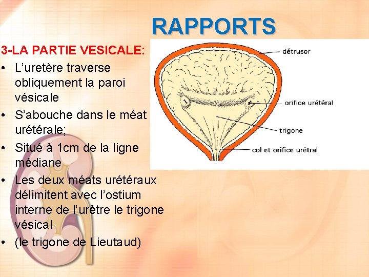 RAPPORTS 3 -LA PARTIE VESICALE: • L’uretère traverse obliquement la paroi vésicale • S’abouche