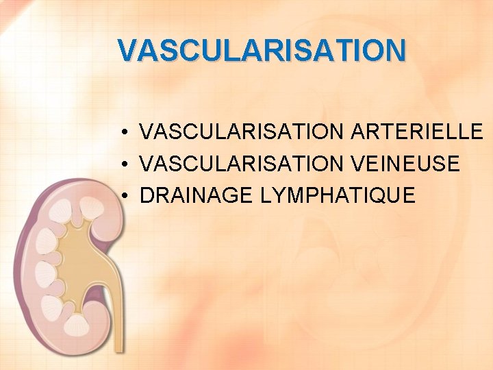 VASCULARISATION • VASCULARISATION ARTERIELLE • VASCULARISATION VEINEUSE • DRAINAGE LYMPHATIQUE 