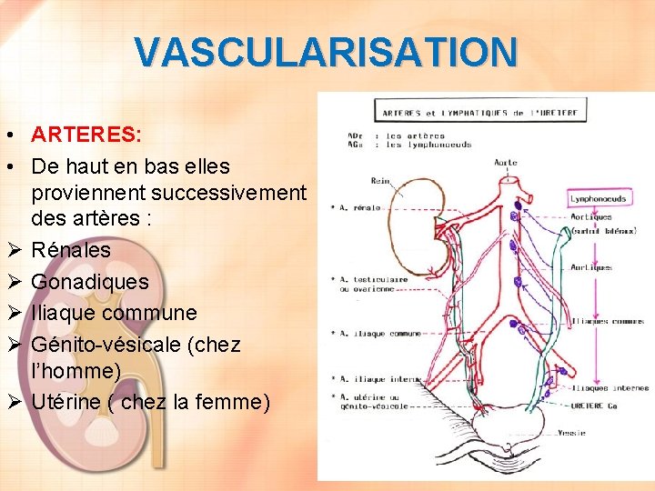 VASCULARISATION • ARTERES: • De haut en bas elles proviennent successivement des artères :