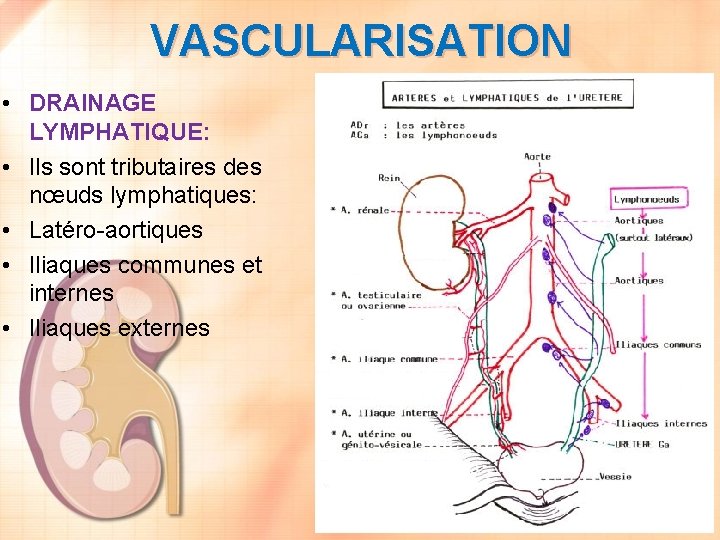 VASCULARISATION • DRAINAGE LYMPHATIQUE: • Ils sont tributaires des nœuds lymphatiques: • Latéro-aortiques •