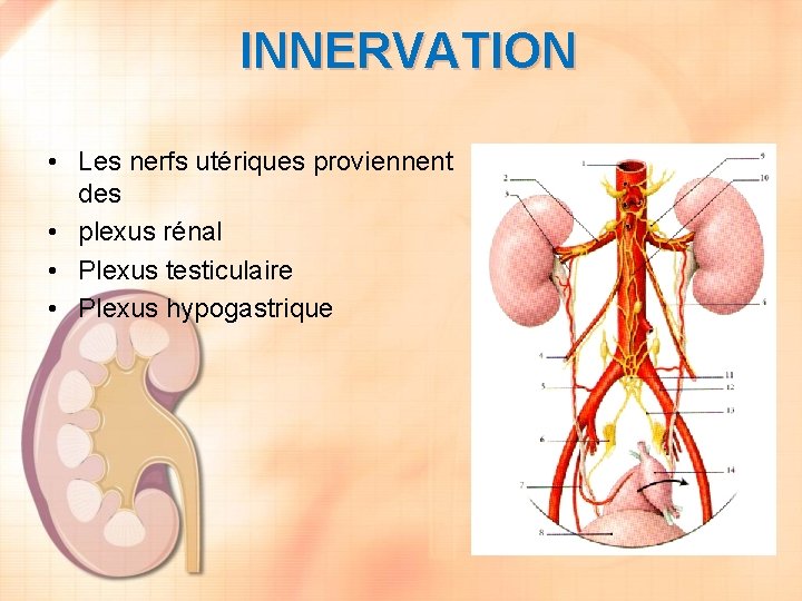 INNERVATION • Les nerfs utériques proviennent des • plexus rénal • Plexus testiculaire •