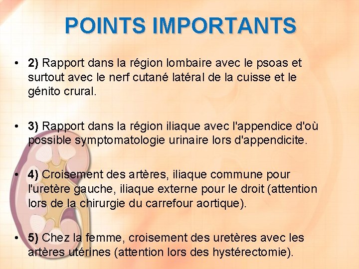 POINTS IMPORTANTS • 2) Rapport dans la région lombaire avec le psoas et surtout