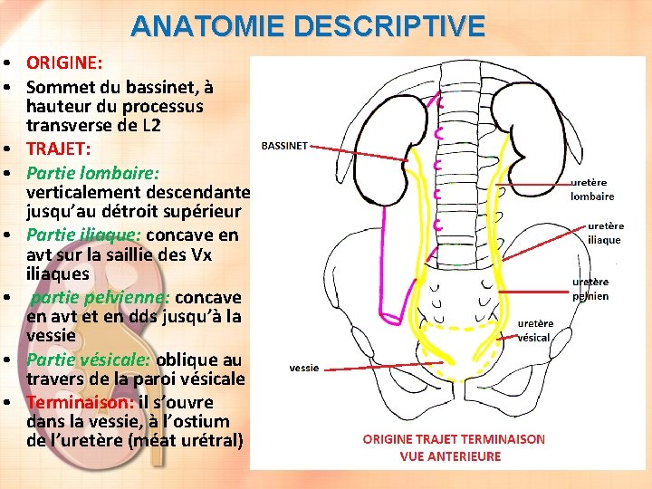 ANATOMIE DESCRIPTIVE • ORIGINE: • Sommet du bassinet, à hauteur du processus transverse de