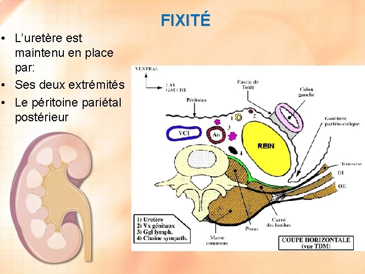 FIXITÉ • L’uretère est maintenu en place par: • Ses deux extrémités • Le