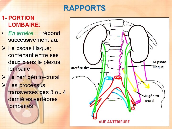 RAPPORTS 1 - PORTION LOMBAIRE: • En arrière : il répond successivement au: Ø