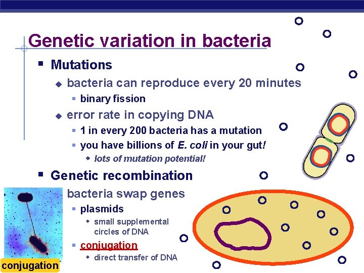 Genetic variation in bacteria § Mutations u bacteria can reproduce every 20 minutes §