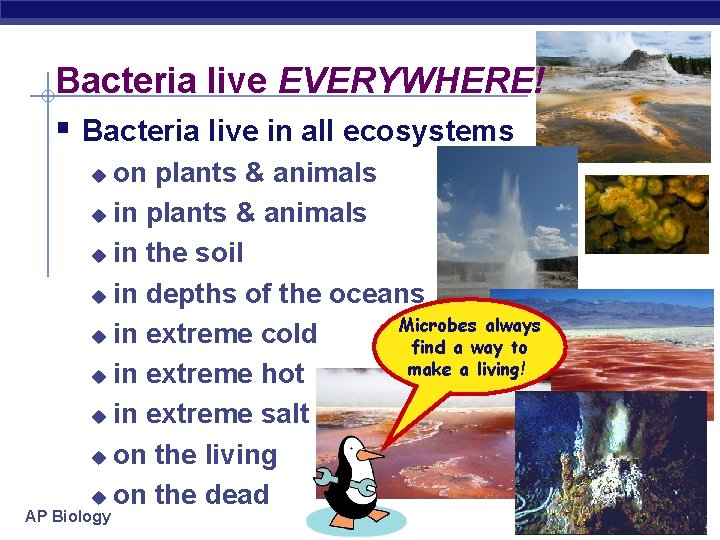 Bacteria live EVERYWHERE! § Bacteria live in all ecosystems on plants & animals u