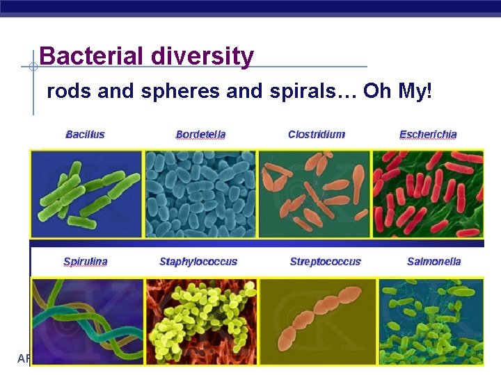 Bacterial diversity rods and spheres and spirals… Oh My! AP Biology Bacterial diversity rods and spheres and spirals… Oh My! AP Biology