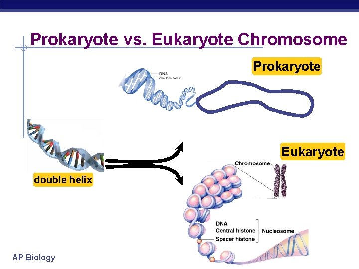 Prokaryote vs. Eukaryote Chromosome Prokaryote Eukaryote double helix AP Biology Prokaryote vs. Eukaryote Chromosome Prokaryote Eukaryote double helix AP Biology