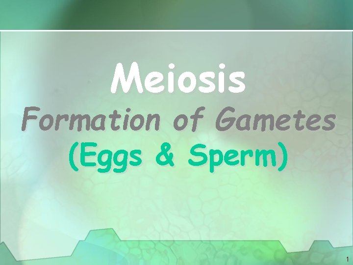 Meiosis Formation of Gametes (Eggs & Sperm) 1 