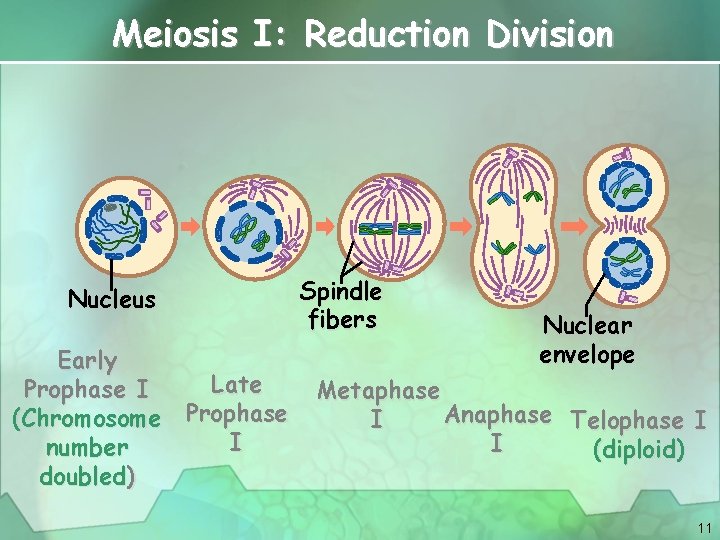 Meiosis I: Reduction Division Nucleus Early Late Prophase I (Chromosome Prophase I number doubled)
