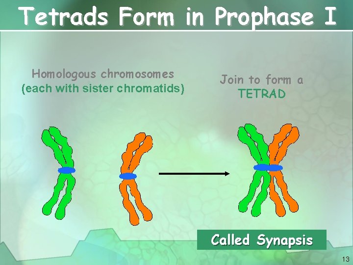 Tetrads Form in Prophase I Homologous chromosomes (each with sister chromatids) Join to form