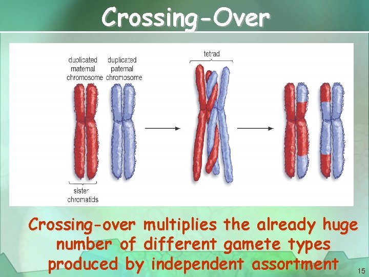 Crossing-Over Crossing-over multiplies the already huge number of different gamete types produced by independent