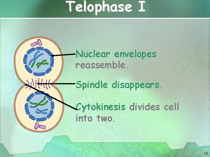 Telophase I Nuclear envelopes reassemble. Spindle disappears. Cytokinesis divides cell into two. 18 