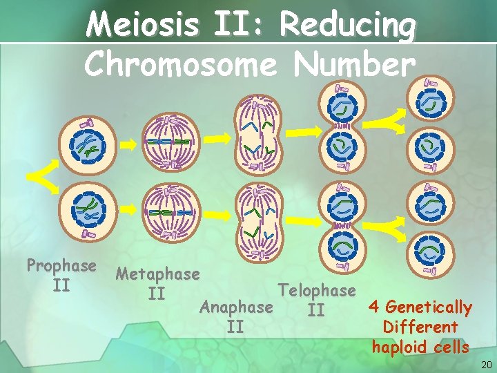 Meiosis II: Reducing Chromosome Number Prophase Metaphase II Telophase II Anaphase 4 Genetically II