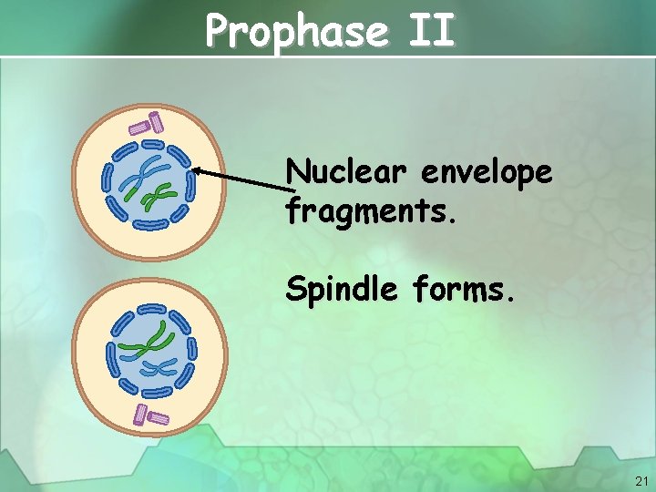 Prophase II Nuclear envelope fragments. Spindle forms. 21 