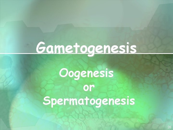 Gametogenesis Oogenesis or Spermatogenesis 26 