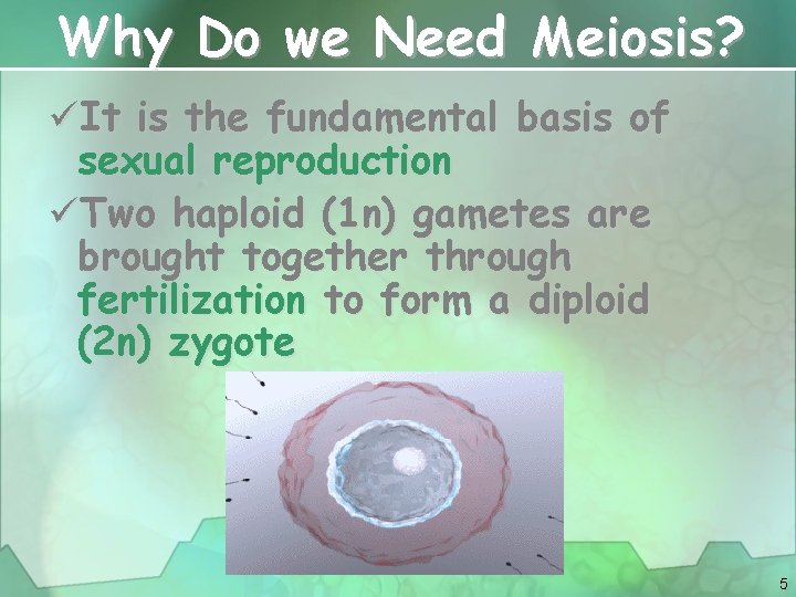 Why Do we Need Meiosis? üIt is the fundamental basis of sexual reproduction üTwo