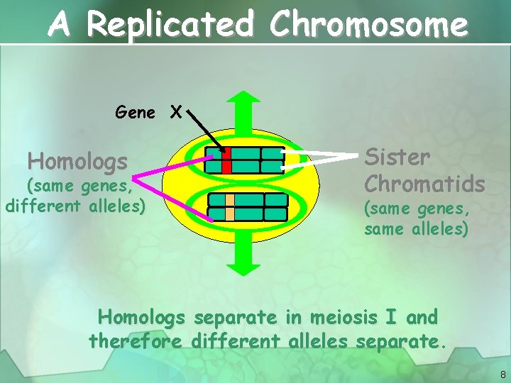 A Replicated Chromosome Gene X Homologs (same genes, different alleles) Sister Chromatids (same genes,