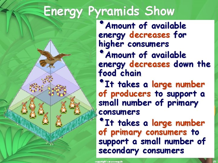 Energy Pyramids Show • Amount of available energy decreases for higher consumers Amount of