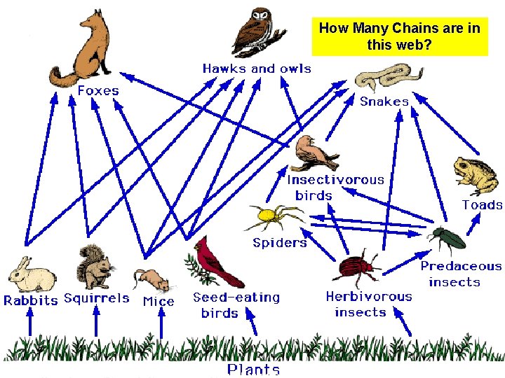 How Many Chains are in this web? copyright cmassengale 28 
