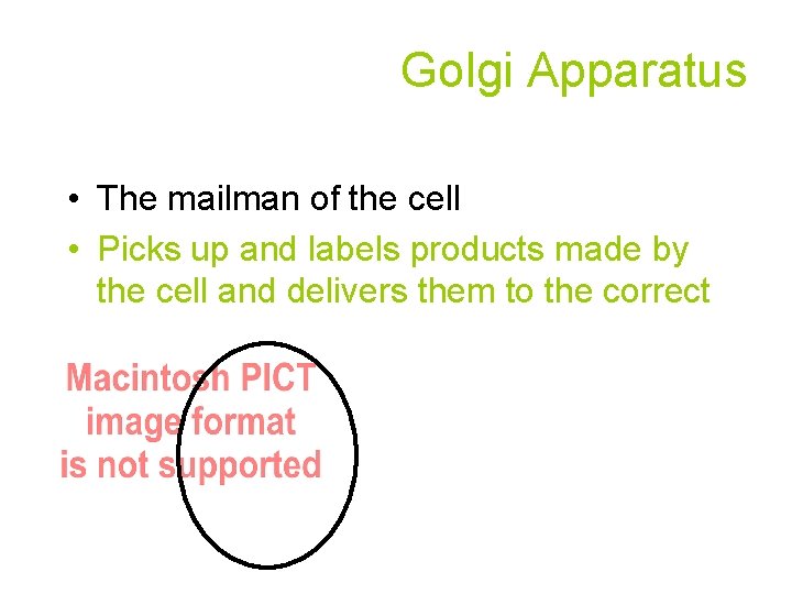 Golgi Apparatus • The mailman of the cell • Picks up and labels products