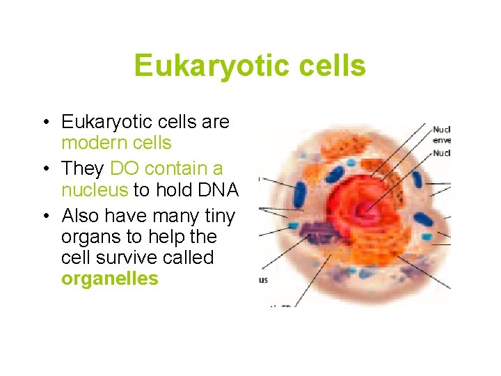 Eukaryotic cells • Eukaryotic cells are modern cells • They DO contain a nucleus