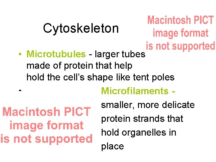 Cytoskeleton • Microtubules - larger tubes made of protein that help hold the cell’s