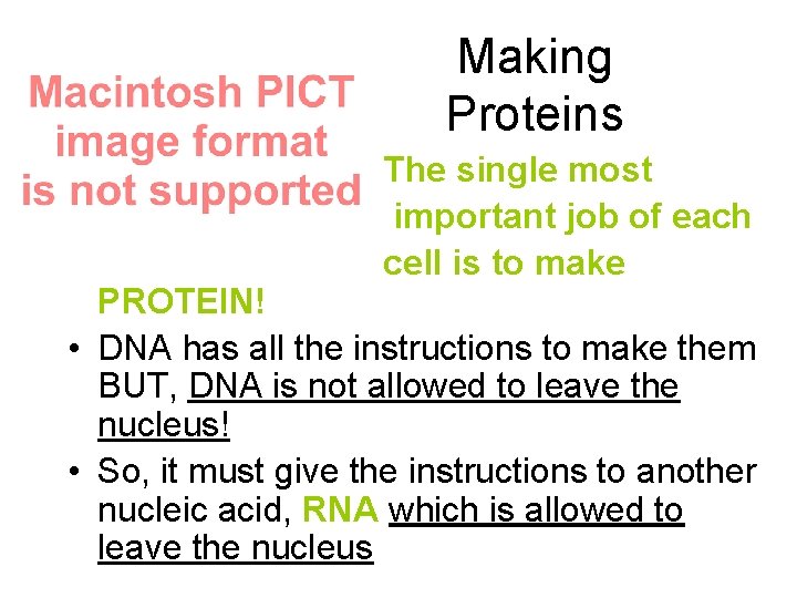Making Proteins • • • The single most important job of each cell is