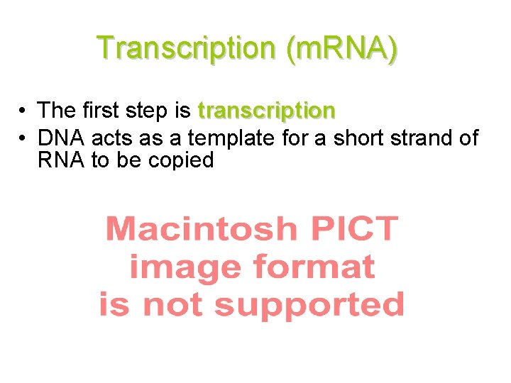 Transcription (m. RNA) • The first step is transcription • DNA acts as a