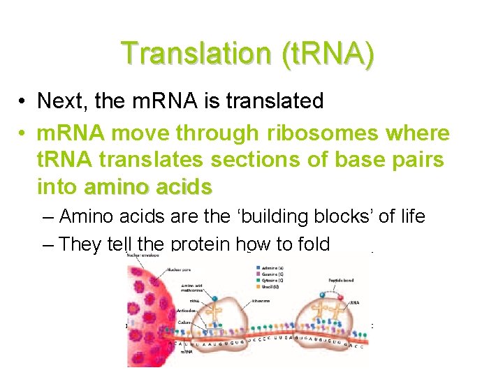 Translation (t. RNA) • Next, the m. RNA is translated • m. RNA move