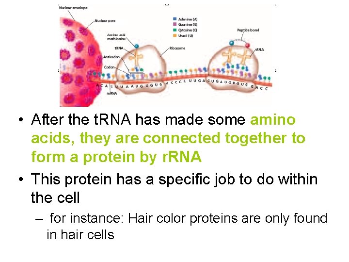  • After the t. RNA has made some amino acids, they are connected