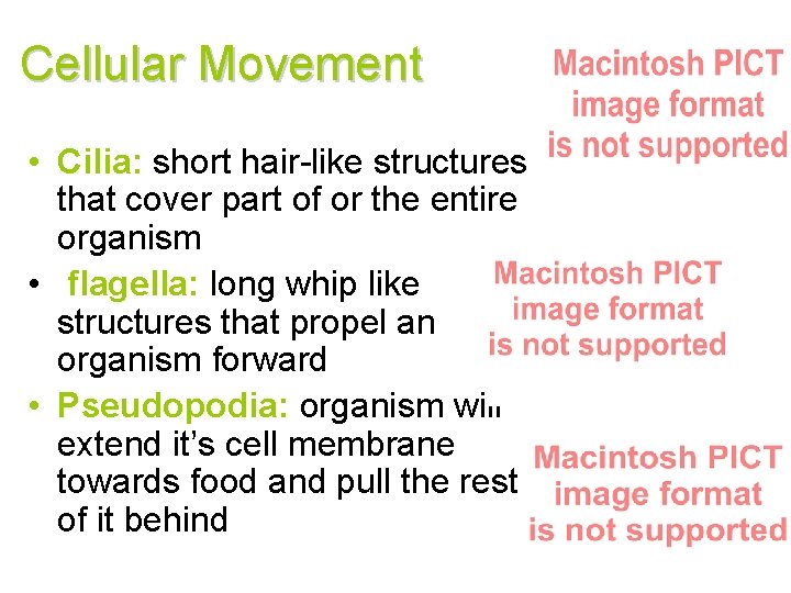 Cellular Movement • Cilia: short hair-like structures that cover part of or the entire