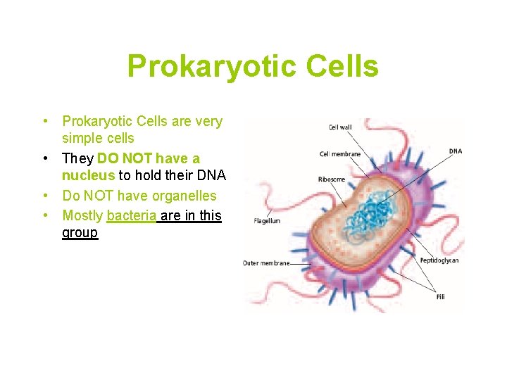Prokaryotic Cells • Prokaryotic Cells are very simple cells • They DO NOT have