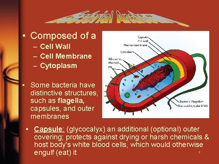  • Composed of a – Cell Wall – Cell Membrane – Cytoplasm •