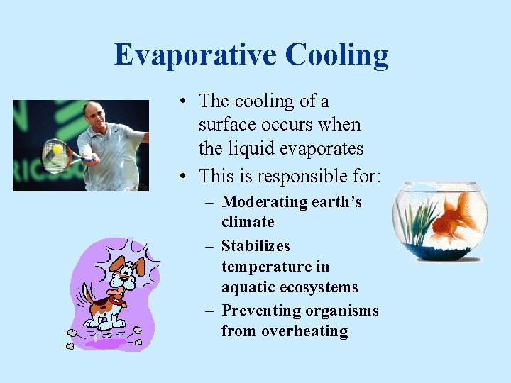 Evaporative Cooling • The cooling of a surface occurs when the liquid evaporates •