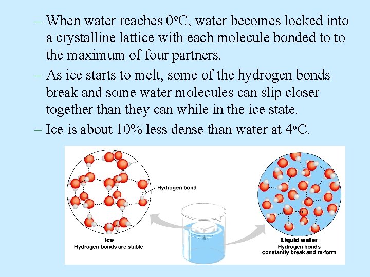 – When water reaches 0 o. C, water becomes locked into a crystalline lattice