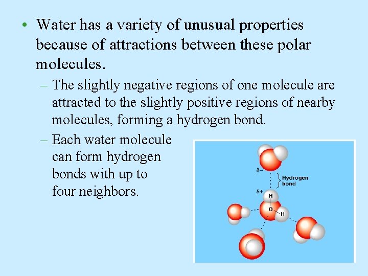  • Water has a variety of unusual properties because of attractions between these
