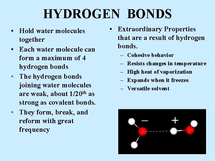 HYDROGEN BONDS • Hold water molecules together • Each water molecule can form a