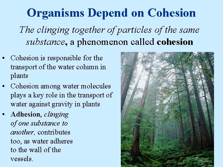 Organisms Depend on Cohesion The clinging together of particles of the same substance, a