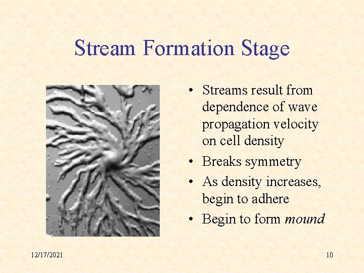 Stream Formation Stage • Streams result from dependence of wave propagation velocity on cell