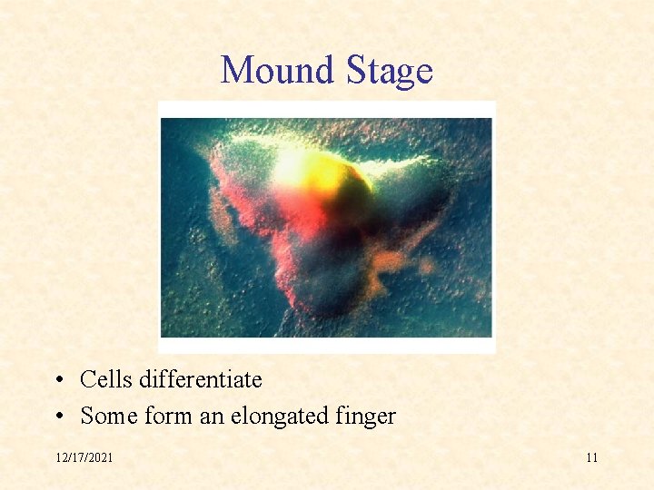 Mound Stage • Cells differentiate • Some form an elongated finger 12/17/2021 11 