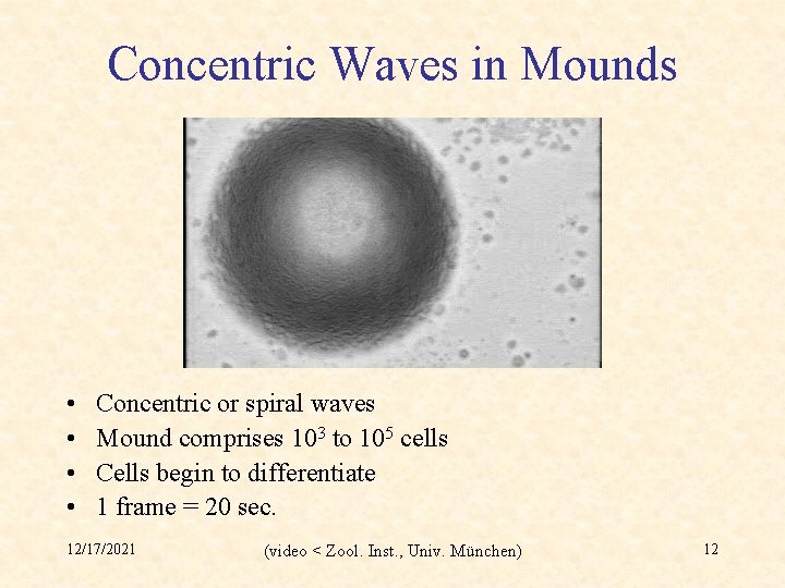 Concentric Waves in Mounds • • Concentric or spiral waves Mound comprises 103 to