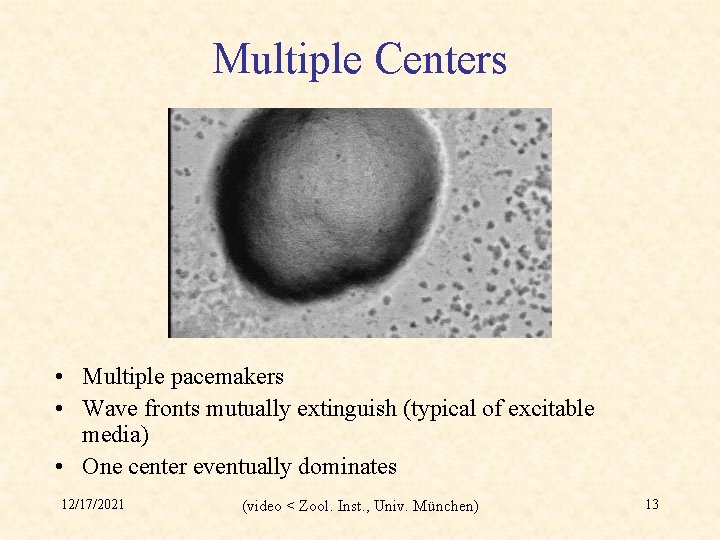 Multiple Centers • Multiple pacemakers • Wave fronts mutually extinguish (typical of excitable media)