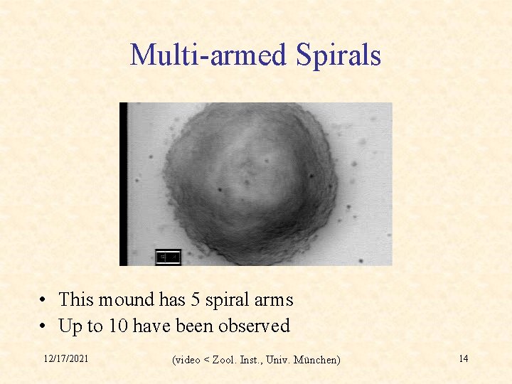 Multi-armed Spirals • This mound has 5 spiral arms • Up to 10 have