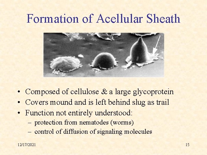 Formation of Acellular Sheath • Composed of cellulose & a large glycoprotein • Covers