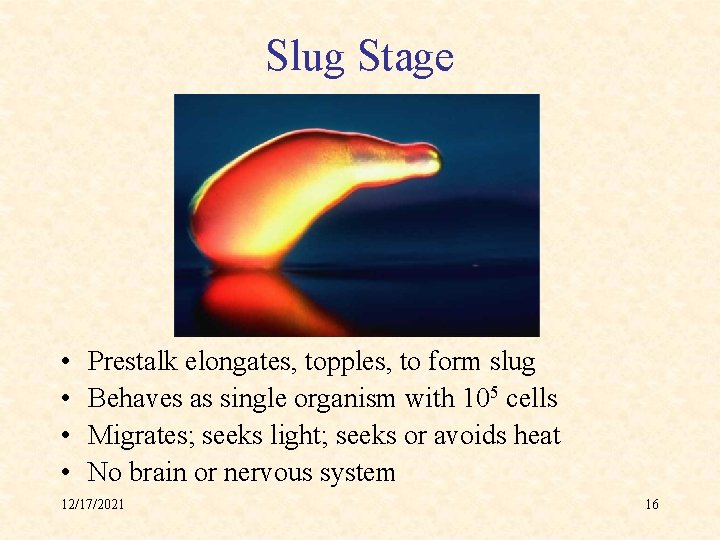 Slug Stage • • Prestalk elongates, topples, to form slug Behaves as single organism