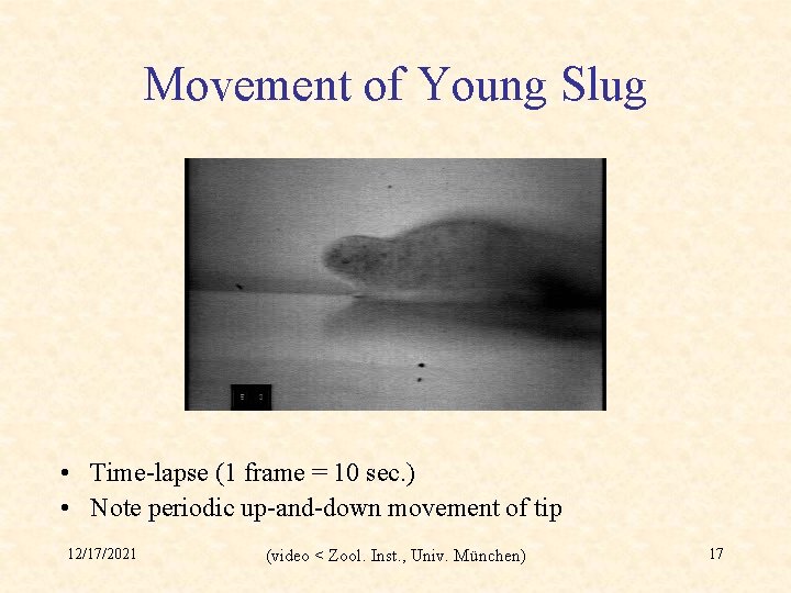 Movement of Young Slug • Time-lapse (1 frame = 10 sec. ) • Note