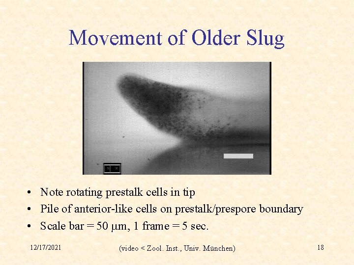 Movement of Older Slug • Note rotating prestalk cells in tip • Pile of